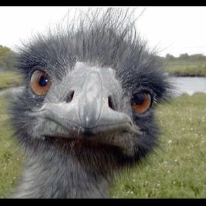 Meet your Posher, Mandel allen